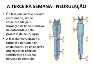 A TERCEIRA SEMANA - NEURULAÇÃO
• É a fase que inicia o período
embrionário, sendo
caracterizada pela
formação da linha primitiva,
da notocorda e pelo
processo de neurulação.
• A fase da neurulação é a
formação do tubo e da
crista neural, de onde serão
originados os gânglios
sensitivos e o sistema
nervoso do embrião.
 