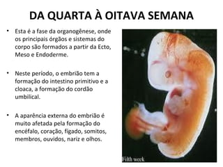 DA QUARTA À OITAVA SEMANA
• Esta é a fase da organogênese, onde
os principais órgãos e sistemas do
corpo são formados a partir da Ecto,
Meso e Endoderme.
• Neste período, o embrião tem a
formação do intestino primitivo e a
cloaca, a formação do cordão
umbilical.
• A aparência externa do embrião é
muito afetada pela formação do
encéfalo, coração, fígado, somitos,
membros, ouvidos, nariz e olhos.
 