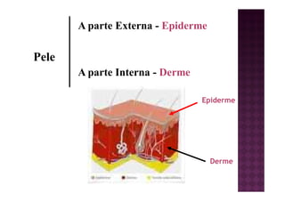 Pele
A parte Externa - Epiderme
A parte Interna - Derme
Epiderme
Derme
 