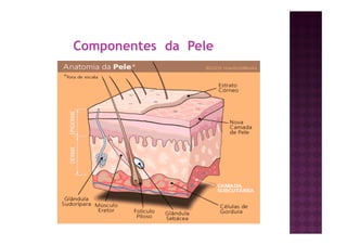 Componentes da Pele
 
