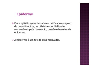 Epiderme
É um epitélio queratinizado estratificado composto
de queratinócitos, as células especilializadas
responsáveis pela renovação, coesão e barreira da
epiderme.
A epiderme é um tecido auto-renovador.
 