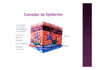 Camadas da Epiderme
 