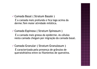 Camada Basal ( Stratum Basale )
É a camada mais profunda e fica logo acima da
derme.Tem maior atividade mitótica.
Camada Espinosa ( Stratum Spinosum )
É a camada mais grossa da epiderme. As células
nesta camada chegam por migração da camada basal.
Camada Granular ( Stratum Granulosum )
É caracterizada pela presença de grânulos de
queratohialina entre os filamentos de queratina.
 