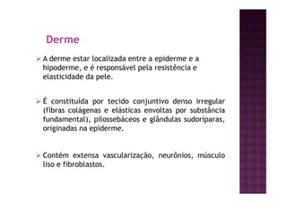 Derme
A derme estar localizada entre a epiderme e a
hipoderme, e é responsável pela resistência e
elasticidade da pele.
É constituída por tecido conjuntivo denso irregular
(fibras colágenas e elásticas envoltas por substância
fundamental), pilossebáceos e glândulas sudoríparas,
originadas na epiderme.
Contém extensa vascularização, neurônios, músculo
liso e fibroblastos.
 