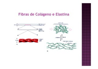 Fibras de Colágeno e Elastina
 