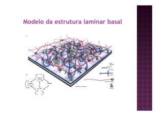 Modelo da estrutura laminar basal
 