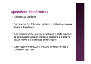 Apêndices Epidérmicos
Glândulas Sebácea
São anexos dos folículos capilares e estão inseridos na
derme e hipoderme;
São predominantes no rosto, pescoço e parte superior
do corpo,secretam por secreção holócrina ( a própria
célula morre e é o produto de secreção);
A secreção é o sebo,uma mistura de triglicérides e
colesterol tipo cera.
 
