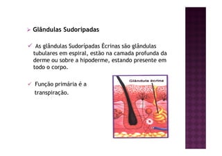 Glândulas Sudorípadas
As glândulas Sudorípadas Écrinas são glândulas
tubulares em espiral, estão na camada profunda da
derme ou sobre a hipoderme, estando presente em
todo o corpo.
Função primária é a
transpiração.
 