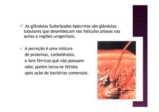 As glândulas Sudorípadas Apócrinas são glândulas
tubulares que desembocam nos folículos pilosos nas
axilas e regiões urogenitais.
A secreção é uma mistura
de proteínas, carboidratos,
e íons férricos que não possuem
odor, porém torna-se fétidas
após ação de bactérias comensais.
 