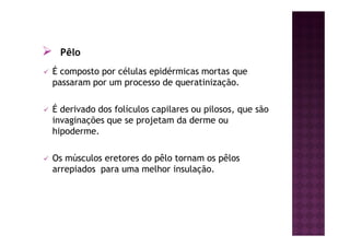 Pêlo
É composto por células epidérmicas mortas que
passaram por um processo de queratinização.
É derivado dos folículos capilares ou pilosos, que são
invaginações que se projetam da derme ou
hipoderme.
Os músculos eretores do pêlo tornam os pêlos
arrepiados para uma melhor insulação.
 