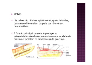 Unhas
As unhas são lâminas epidérmicas, queratinizadas,
duras e se diferenciam da pele por não serem
descamativas.
A função principal da unha é proteger as
extremidades dos dedos, aumentam a capacidade de
pressão e facilitam os movimentos de precisão.
 
