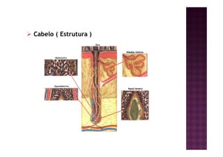Cabelo ( Estrutura )
 
