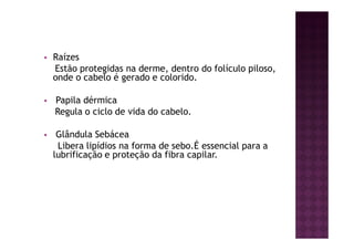 Raízes
Estão protegidas na derme, dentro do folículo piloso,
onde o cabelo é gerado e colorido.
Papila dérmica
Regula o ciclo de vida do cabelo.
Glândula Sebácea
Libera lipídios na forma de sebo.É essencial para a
lubrificação e proteção da fibra capilar.
 