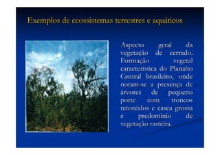 Aula (1)   Ecossistemas E Biodiversidade