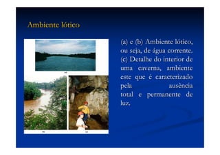 Aula (1)   Ecossistemas E Biodiversidade