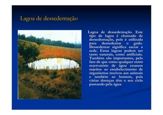 Aula (1)   Ecossistemas E Biodiversidade