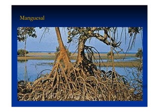 Aula (1)   Ecossistemas E Biodiversidade