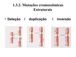 1.3.2. Mutações cromossômicas
Estruturais
• Deleção / duplicação / inversão
 