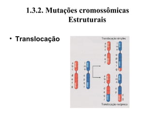 1.3.2. Mutações cromossômicas
Estruturais
• Translocação
 