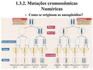 1.3.2. Mutações cromossômicas
Numéricas
- Como se originam as aneuploidias?
 