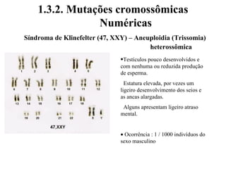 1.3.2. Mutações cromossômicas
Numéricas
Síndroma de Klinefelter (47, XXY) – Aneuploidia (Trissomia)
heterossômica
•Testículos pouco desenvolvidos e
com nenhuma ou reduzida produção
de esperma.
Estatura elevada, por vezes um
ligeiro desenvolvimento dos seios e
as ancas alargadas.
Alguns apresentam ligeiro atraso
mental.
• Ocorrência : 1 / 1000 indivíduos do
sexo masculino
 
