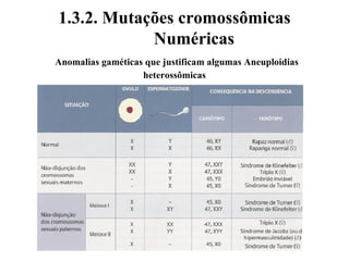 1.3.2. Mutações cromossômicas
Numéricas
Anomalias gaméticas que justificam algumas Aneuploidias
heterossômicas
 