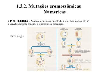 1.3.2. Mutações cromossômicas
Numéricas
• POLIPLOIDIA - Na espécie humana a poliploidia é letal. Nas plantas, não só
é viável como pode conduzir a fenómenos de especiação.
Como surge?
 