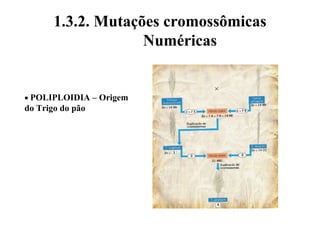 1.3.2. Mutações cromossômicas
Numéricas
• POLIPLOIDIA – Origem
do Trigo do pão
 