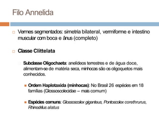 Filo Annelida
 Vermes segmentados: simetria bilateral, vermiforme e intestino
muscular com boca e ânus (completo)
 Class...