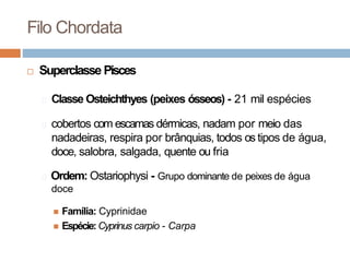 Filo Chordata
 Superclasse Pisces
🞑 Classe Osteichthyes (peixes ósseos) - 21 mil espécies
🞑 cobertos com escamas dérmicas...