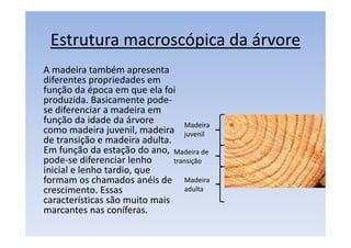 Estrutura macroscópica da árvore
A madeira também apresenta
diferentes propriedades em
função da época em que ela foi
produzida. Basicamente pode-
se diferenciar a madeira em
função da idade da árvore
como madeira juvenil, madeira
de transição e madeira adulta.
Em função da estação do ano,
pode-se diferenciar lenho
inicial e lenho tardio, que
formam os chamados anéis de
crescimento. Essas
características são muito mais
marcantes nas coníferas.
Madeira
juvenil
Madeira de
transição
Madeira
adulta
 