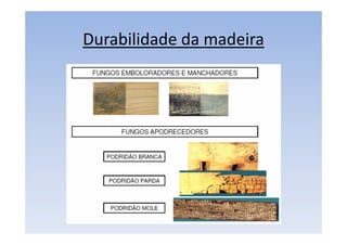 Durabilidade da madeira
 