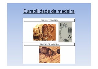 Durabilidade da madeira
 