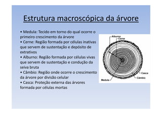 Estrutura macroscópica da árvore
• Medula: Tecido em torno do qual ocorre o
primeiro crescimento da árvore
• Cerne: Região formada por células inativas
que servem de sustentação e depósito de
extrativos
• Alburno: Região formada por células vivas
que servem de sustentação e condução da
seiva bruta
• Câmbio: Região onde ocorre o crescimento
da árvore por divisão celular
• Casca: Proteção externa das árvores
formada por células mortas
 