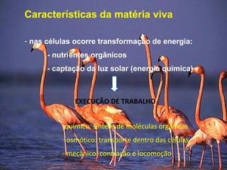 Características da matéria viva
- nas células ocorre transformação de energia:
- nutrientes orgânicos
- captação da luz solar (energia química)
EXECUÇÃO DE TRABALHO
-químico: síntese de moléculas orgânicas
- osmótico: transporte dentro das células
- mecânico: contração e locomoção
 