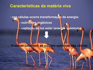 Características da matéria viva
- nas células ocorre transformação de energia:
- nutrientes orgânicos
- captação da luz solar (energia química)
Enzimas catalisam as reações químicas das células
 