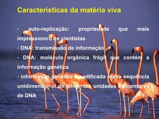 Características da matéria viva
- auto-replicação: propriedade que mais
impressionou os cientistas
- DNA: transmissão de informação
- DNA: molécula orgânica frágil que contém a
informação genética
- informação genética é codificada numa sequência
unidimensional de diferentes unidades elementares
de DNA
 