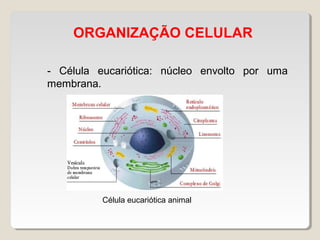 ORGANIZAÇÃO CELULAR
- Célula eucariótica: núcleo envolto por uma
membrana.
Célula eucariótica animal
 