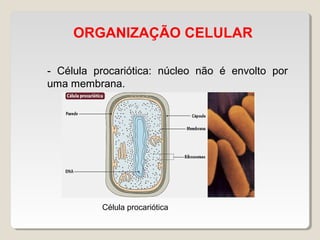 ORGANIZAÇÃO CELULAR
- Célula procariótica: núcleo não é envolto por
uma membrana.
Célula procariótica
 