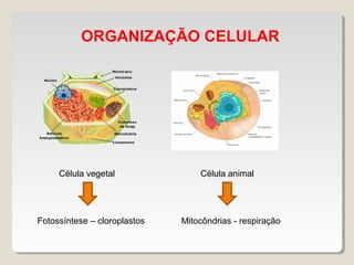 ORGANIZAÇÃO CELULAR
Célula vegetal Célula animal
Fotossíntese – cloroplastos Mitocôndrias - respiração
 