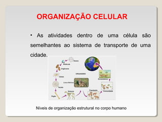 ORGANIZAÇÃO CELULAR
• As atividades dentro de uma célula são
semelhantes ao sistema de transporte de uma
cidade.
Níveis de organização estrutural no corpo humano
 