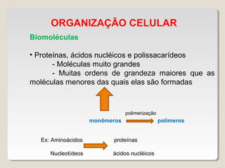 ORGANIZAÇÃO CELULAR
Biomoléculas
• Proteínas, ácidos nucléicos e polissacarídeos
- Moléculas muito grandes
- Muitas ordens de grandeza maiores que as
moléculas menores das quais elas são formadas
monômeros polímeros
polimerização
Ex: Aminoácidos proteínas
Nucleotídeos ácidos nucléicos
 