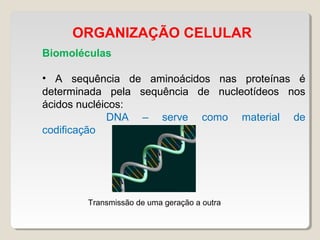 ORGANIZAÇÃO CELULAR
Biomoléculas
• A sequência de aminoácidos nas proteínas é
determinada pela sequência de nucleotídeos nos
ácidos nucléicos:
DNA – serve como material de
codificação
Transmissão de uma geração a outra
 