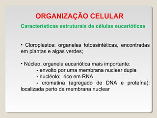 ORGANIZAÇÃO CELULAR
Características estruturais de células eucarióticas
• Cloroplastos: organelas fotossintéticas, encontradas
em plantas e algas verdes;
• Núcleo: organela eucariótica mais importante:
- envolto por uma membrana nuclear dupla
- nucléolo: rico em RNA
- cromatina (agregado de DNA e proteína):
localizada perto da membrana nuclear
 