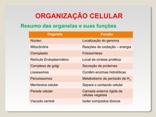 Resumo das organelas e suas funções
ORGANIZAÇÃO CELULAR
Organela Função
Núcleo Localização do genoma
Mitocôndria Reações de oxidação – energia
Cloroplasto Fotossíntese
Retículo Endoplasmático Local da síntese protéica
Complexo de golgi Secreção de proteínas
Lisossomos Contêm enzimas hidrolíticas
Peroxissomos Metabolismo de peróxido de H2
Membrana celular Separa o conteúdo celular
Parede celular Camada externa rígida de
células vegetais
Vacúolo central Isolar compostos tóxicos
 
