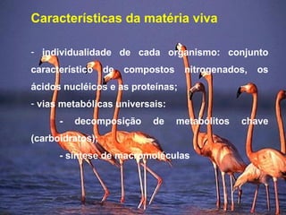 Características da matéria viva
- individualidade de cada organismo: conjunto
característico de compostos nitrogenados, os
ácidos nucléicos e as proteínas;
- vias metabólicas universais:
- decomposição de metabólitos chave
(carboidratos);
- síntese de macromoléculas
 