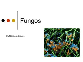 Fungos
Prof.Gildemar Crispim
 