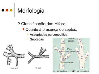 Morfologia
 Classificação das Hifas:
Quanto à presença de septos:
• Asseptadas ou cenocítica
• Septadas
 