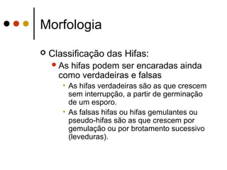 Morfologia
 Classificação das Hifas:
As hifas podem ser encaradas ainda
como verdadeiras e falsas
• As hifas verdadeiras são as que crescem
sem interrupção, a partir de germinação
de um esporo.
• As falsas hifas ou hifas gemulantes ou
pseudo-hifas são as que crescem por
gemulação ou por brotamento sucessivo
(leveduras).
 
