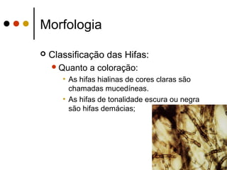 Morfologia
 Classificação das Hifas:
Quanto a coloração:
• As hifas hialinas de cores claras são
chamadas mucedíneas.
• As hifas de tonalidade escura ou negra
são hifas demácias;
 